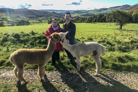 Alpaca experience in the Forest of Bowland AONB