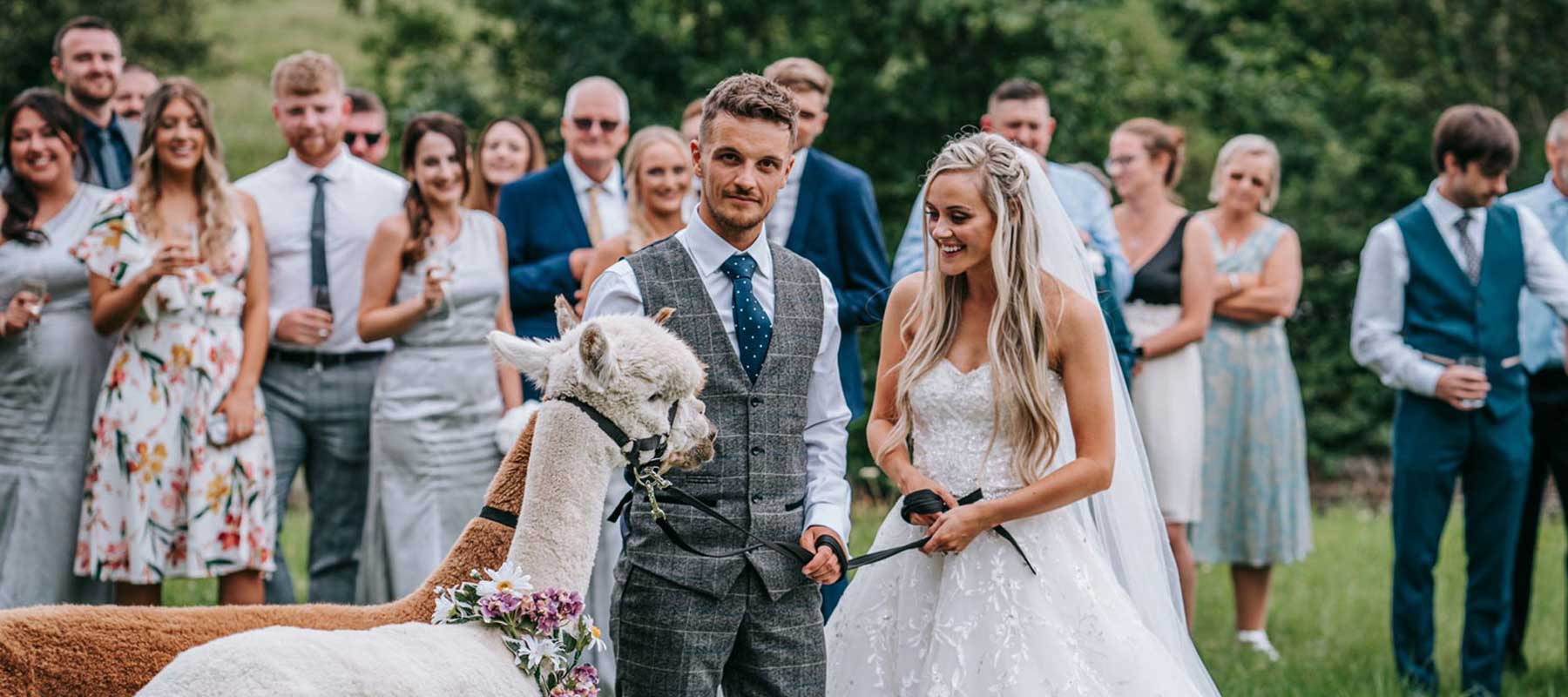 Alpaca Weddings